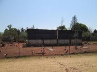 Backyard of property in Walkerville