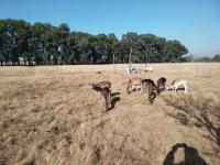 Land for Sale for sale in Vereeniging