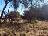 Farm for Sale for sale in Koster