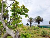  of property in Plettenberg Bay