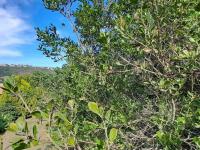 Land for Sale for sale in Plettenberg Bay