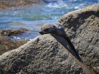  of property in St Helena Bay