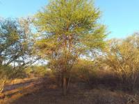  of property in Lephalale (Ellisras)