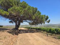  of property in Stellenbosch Farms