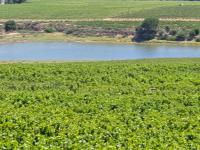  of property in Stellenbosch Farms