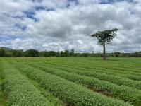 Farm for Sale for sale in Musina